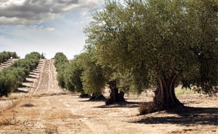 Zeytin Yetiştiriciliği